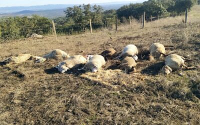 La Junta de Andalucía anuncia que subvencionará al 100% las vacunas frente a la lengua azul