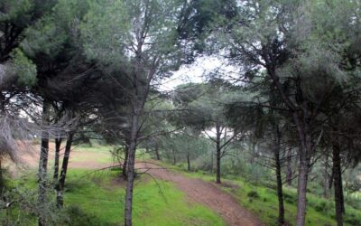 El Plan Infoca prevé un verano «complejo» por la acumulación de combustible