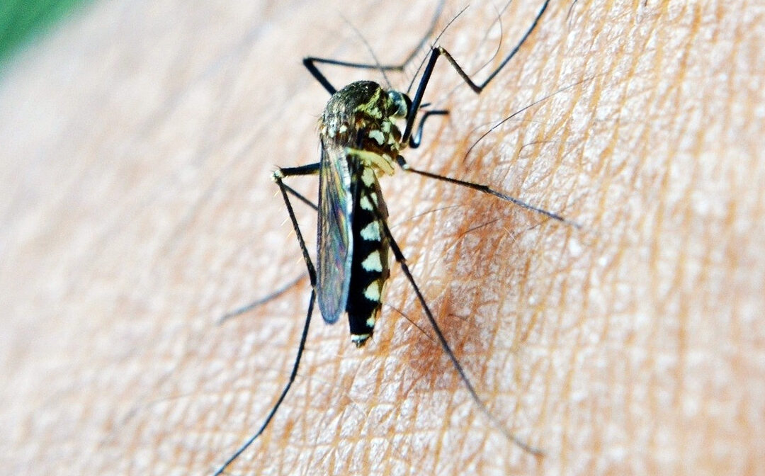San Bartolomé de la Torre registra su primer caso de virus del Nilo Occidental