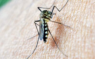 San Bartolomé de la Torre registra su primer caso de virus del Nilo Occidental