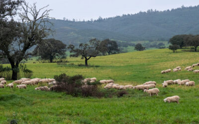 Agricultores y ganaderos del Andévalo podrán beneficiarse del adelanto de la PAC