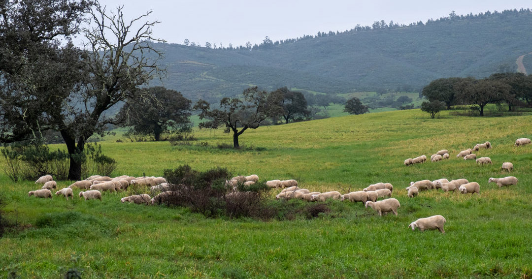 Agricultores y ganaderos del Andévalo podrán beneficiarse del adelanto de la PAC
